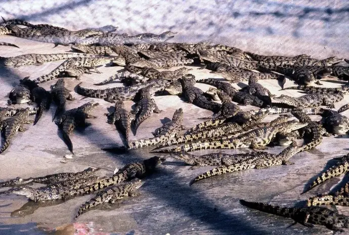 Crocodiles at Crocodile farm Crocodiles at Crocodile farm