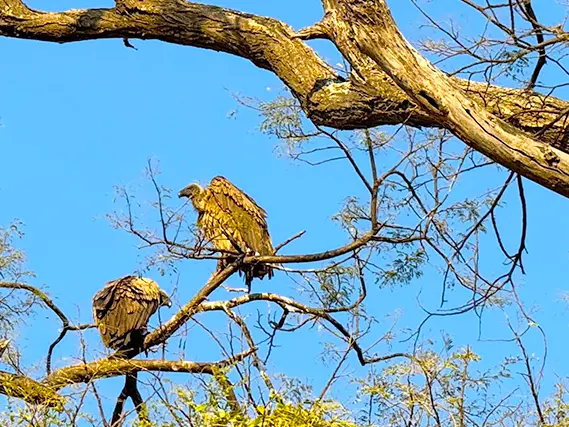 pair of vultures on a tree