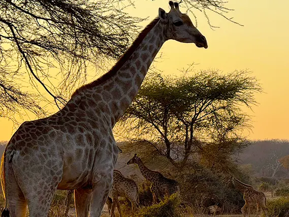 a giraffe on during sunset