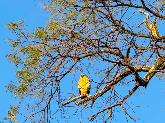 falcon on a tree
