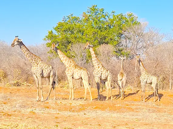 herd of giraffes